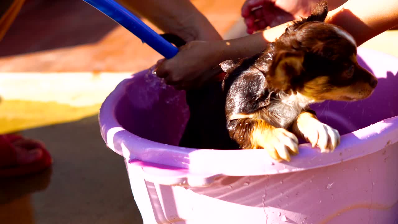 수영장 에 있는 치후아와 강아지