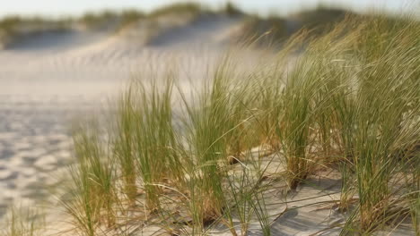 marram grass on sand dunes