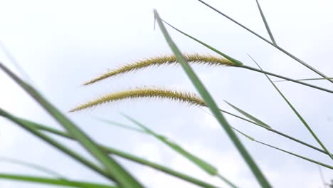 Sicht-Blumengras,-Das-Im-Wind-Gegen-Den-Grasvordergrund-Weht