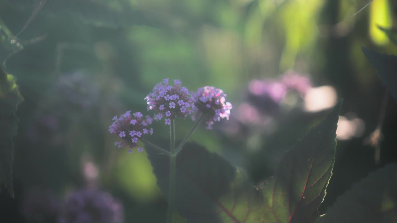 Fiore di verbena al tramonto