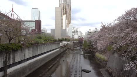 Panning-across-beautiful-Meguro-River-in-Tokyo,-with-Cherry-Blossoms-in-spring
