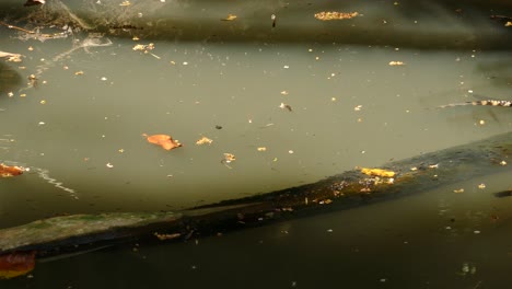 Pan-shot-of-small-crocodile-alligator-resting-on-wooden-tree-trunk-surrounded-by-dirty-swamp-during-sunlight