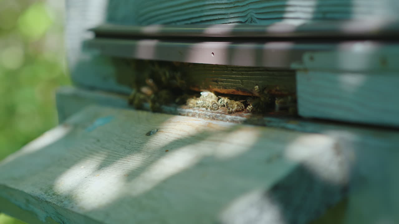 пчелы возле входа в улей видео с малой глубиной резкости 4k видео