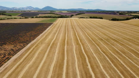 Grano-Cosechado-Campo-De-Trigo-Agricultura-Granja-Vista-Aérea