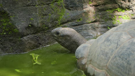 la vieja tortuga gigante de aldabra junto al charco de musgo verde en el safari de bali y el parque marino en siangan, indonesia - primer plano