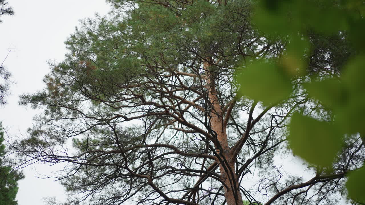 Scenic View Of Lush Coniferous Foliage, Tranquil Outdoor Setting Displaying Vibrant Pine And Sky Elements, Serene Depiction Of Verdant Pine Branches Contrasted Against Soft Sky Background
