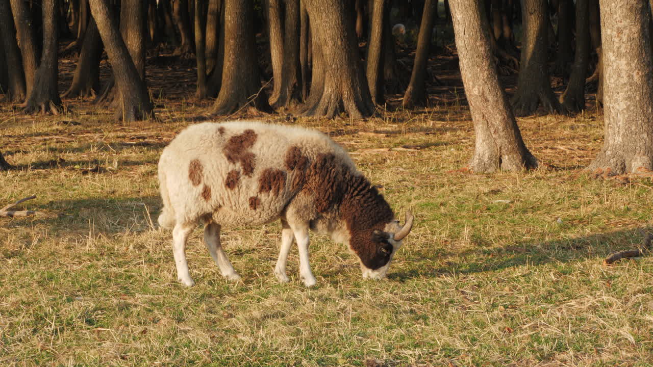 ovejas manchadas pastando en un bosque