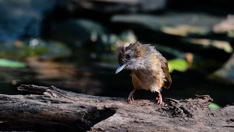 The-Abbot’s-Babbler-is-found-in-the-Himalayas-to-South-Asia-and-the-Southeast-Asia