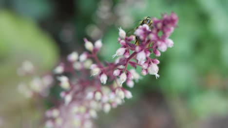 close- up of bumblebee collects pollen from heuchera flowers