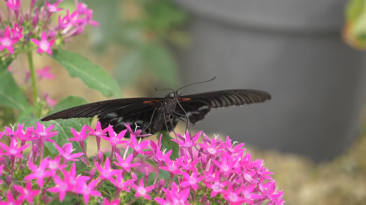 крупный план черной бабочки, собирающей ногами пыльцу с розового цветка - замедленная съемка 4k улетающей рабочей бабочки