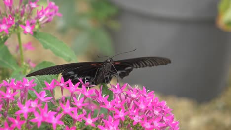 Close-up-shot-of-black-butterfly-collecting-pollen-of-pink-flower-with-legs---4K-Slow-motion-shot-of-working-butterfly-flying-away