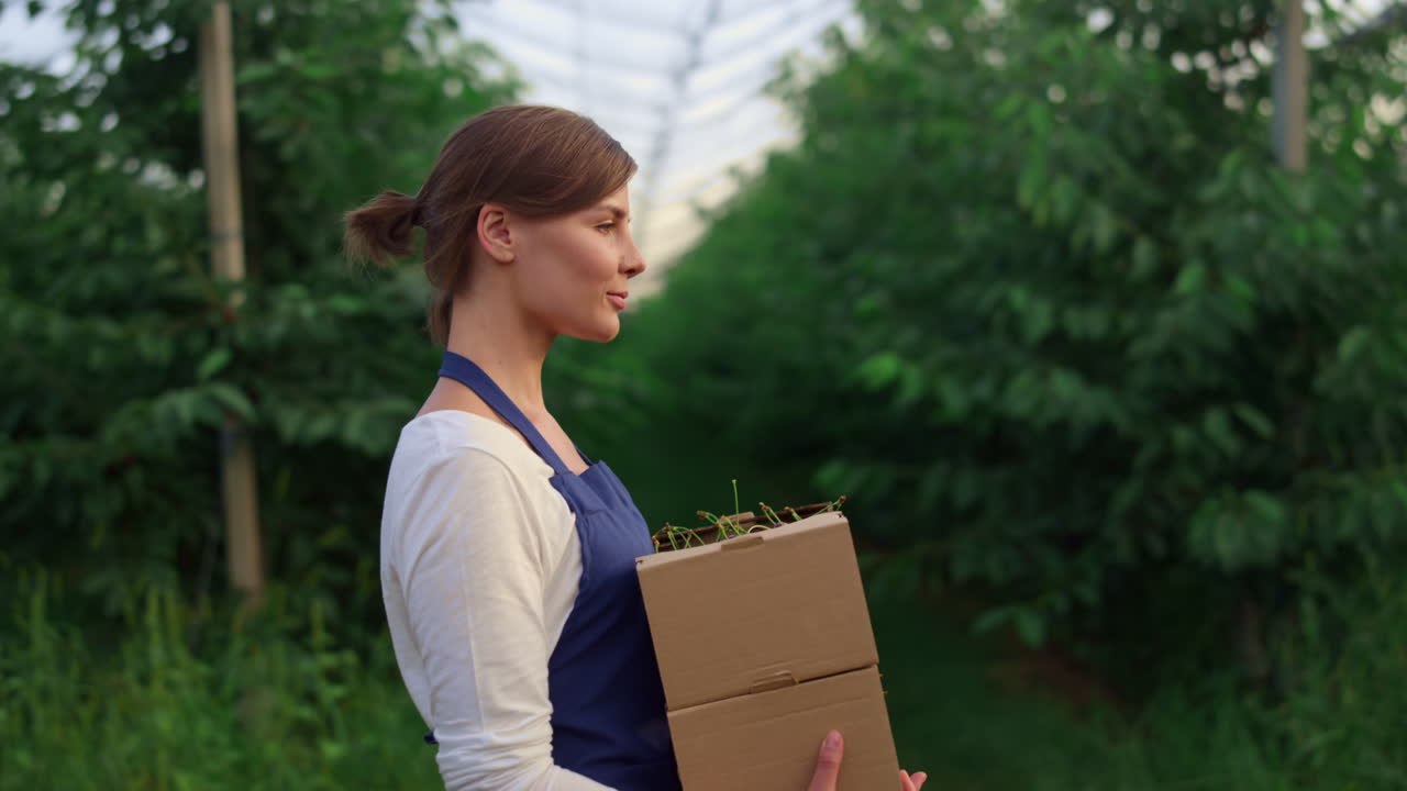 농학자는 에코 현대 과일 농장 정원에서 체리 박스 유기농 수확을 수행합니다.