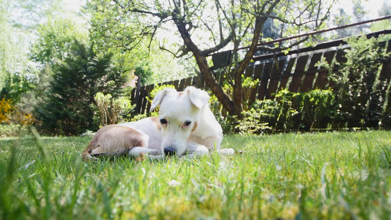 A white dog with brown spots resting on green grass in a peaceful sunny backyard, surrounded by lush trees and wooden fencing, exuding tranquility and comfort in a natural environment.