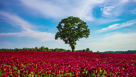 Field-of-flowering-crimson-clovers-in-spring-landscape,-time-lapse-view