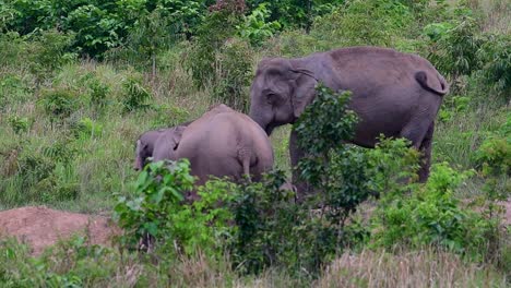 Los-Elefantes-Asiáticos-Son-Especies-En-Peligro-De-Extinción-Y-También-Son-Residentes-De-Tailandia