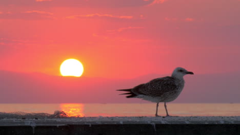 lonely seagull near the sea at sunset