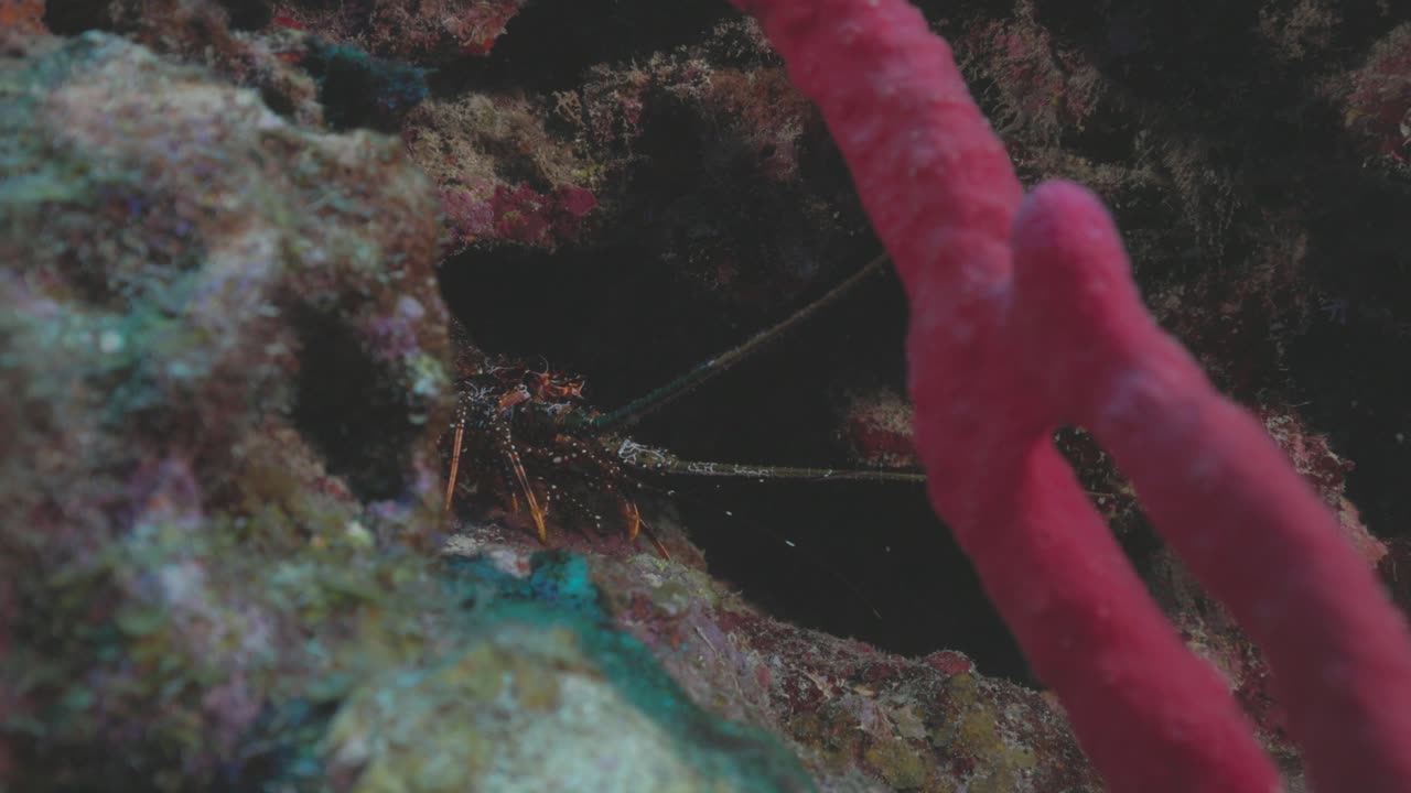 Spiny Lobster Hiding in Coral Reef Crevice in 4K 60 FPS
