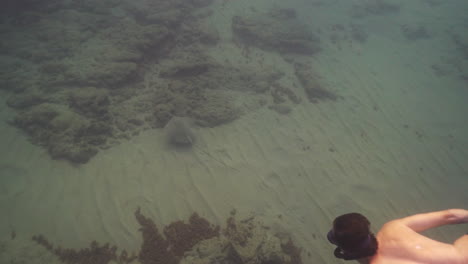 stingray swimming away from a young man underwater at shikmona, near bat galim promenade, haifa, israel