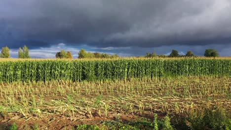 Majestätisches-Maisfeld-Mit-Strahlendem-Sonnenschein-Und-Massiven-Dunklen-Wolken-Darüber,-Dolly-Rückwärts