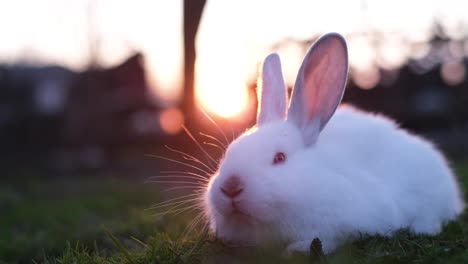 close up of a beautiful fluffy bunny sitting in the green grass at sunset. 4k video
