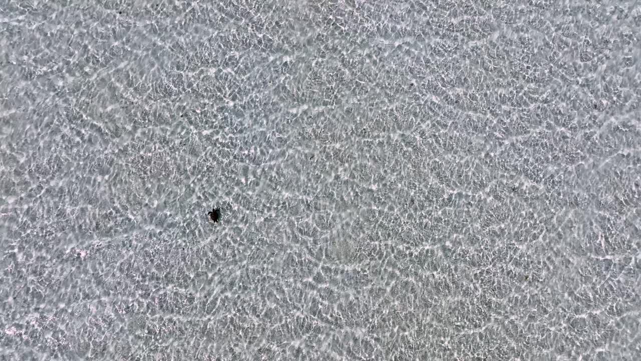 tortuga nadando a través de aguas cristalinas en las filipinas