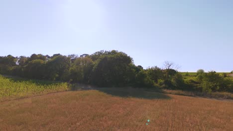 sunlight and its heat scorch field plants and vines