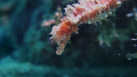 caballito de mar erizo cubierto de algas rosadas perfectamente quieto en la corriente