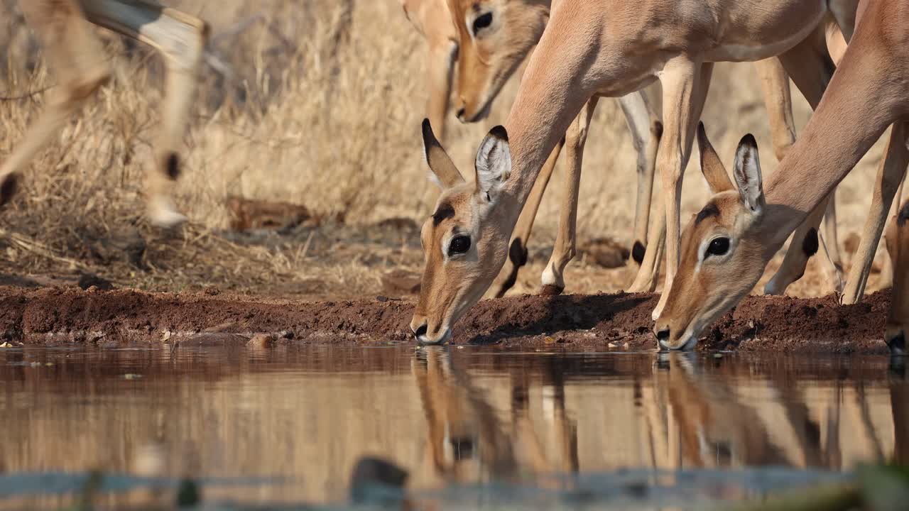 Medium shot of a herd of impala antelopes drinking in front of an underground hide, Greater Kruger.