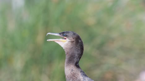 close up of a black neotropic cormorant moving its throat with the beak open to regulate its temperature in nature