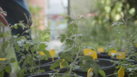 Una-Persona-Que-Cuida-Plantas-Jóvenes-En-Un-Jardín-O-Vivero-Durante-El-Día