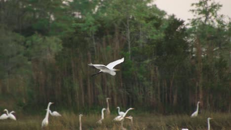 white egret bird flying in big cypress national preserve in slow motion