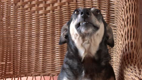 Ein-Kleiner-Hund,-Der-Mit-Zurückgezogenen-Ohren-In-Die-Kamera-Grinst,-Nahaufnahme