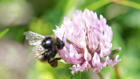 Hummel-Sammelt-Nektar-Von-Der-Blüte