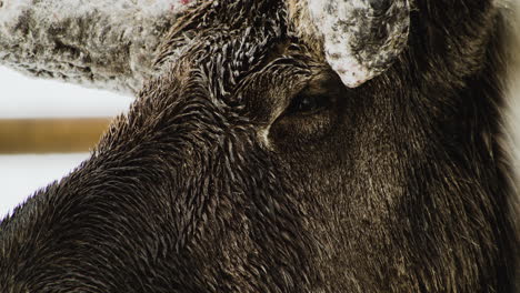 eye close-up detail portrait of elk or moose