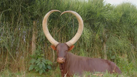 Medium-shot-of-a-brown-watusi-ankole-cow-with-large-horns-in-a-green-pasture-in-Mbarara,-Uganda