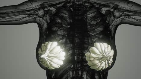 exploración médica del cáncer de mama de la mujer
