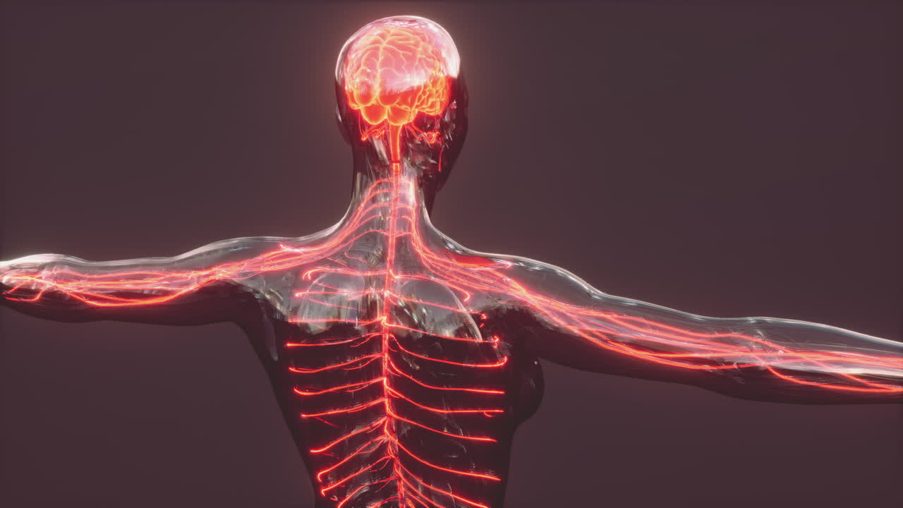 cerebro brillante con columna vertebral y nervio