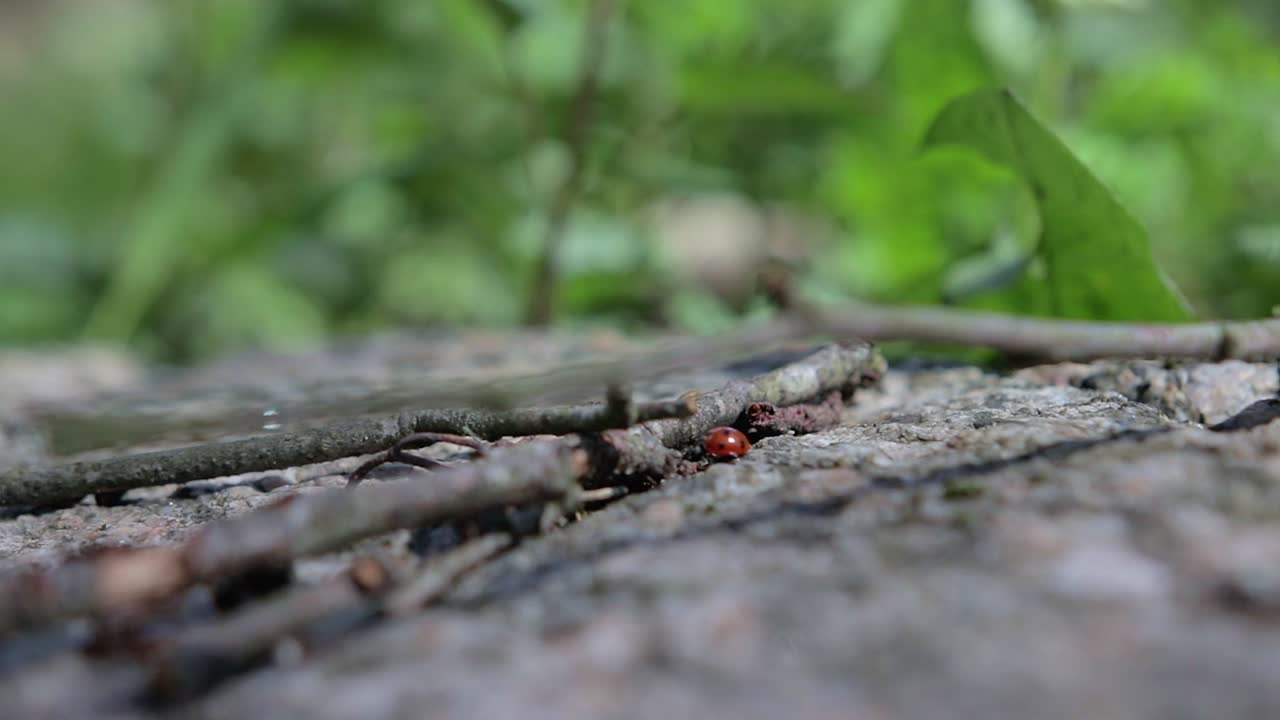 piccola coccinella corre sulla pietra