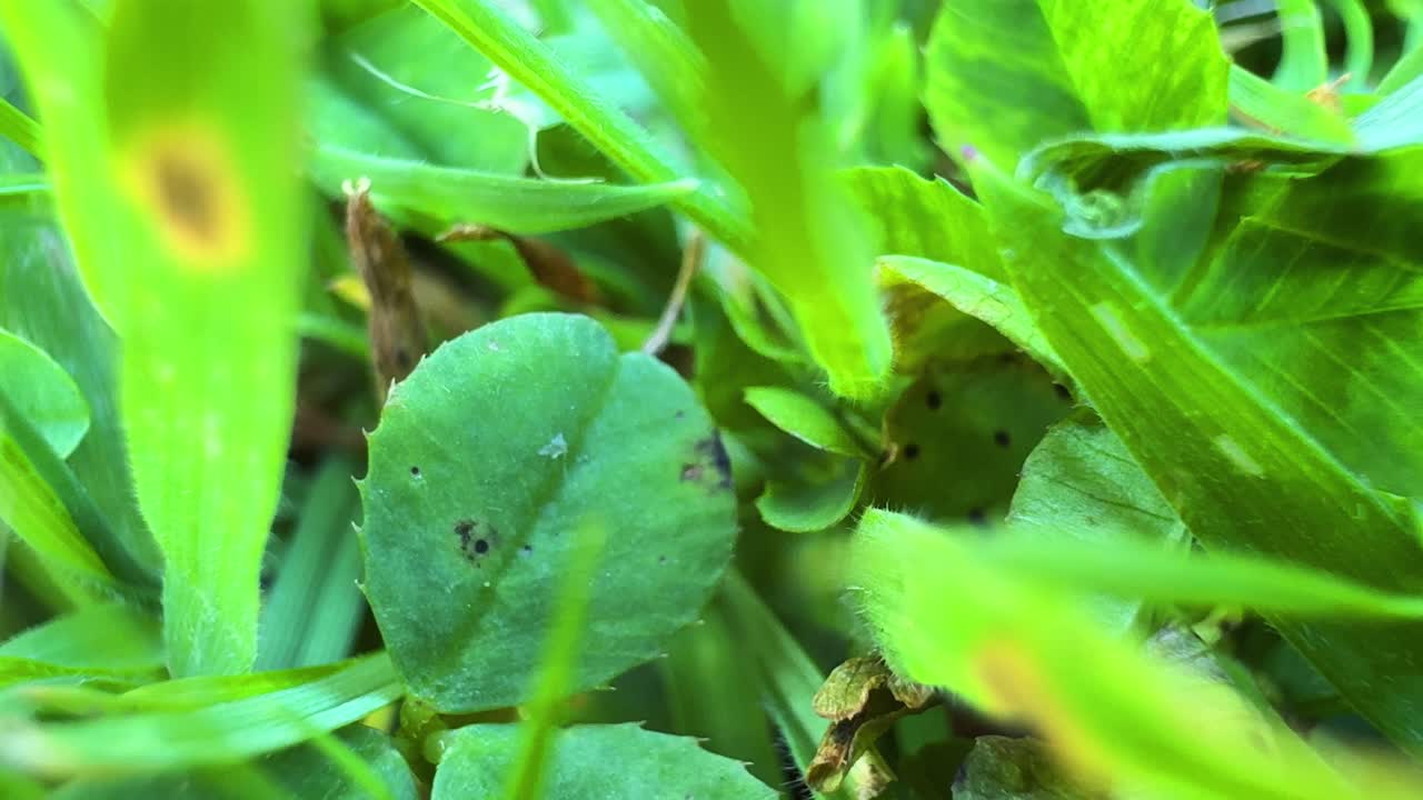 Grass cloves up close macro video shoot, plant nature ecosystem green