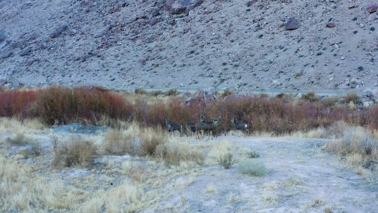 비숍 캘리포니아의 쾌적한 계곡 바닥에 있는 야생 사슴 무리