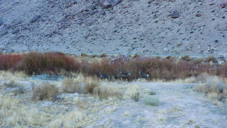 Grupo-De-Ciervos-Salvajes-En-El-Agradable-Suelo-Del-Valle-En-Bishop-California