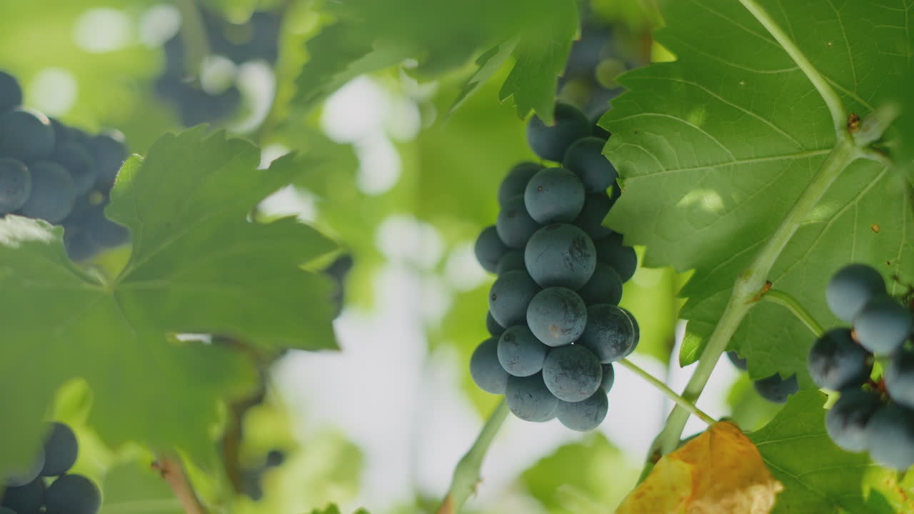 Blue Grapes on a Vine