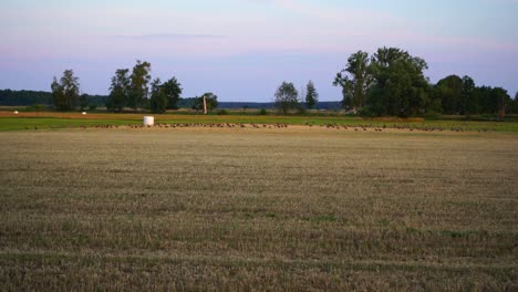 Patos-Volando-En-Un-Campo-En-Beelitz-Brandenburg