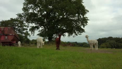 plano amplio de alpacas blancas y marrones pastando en la granja