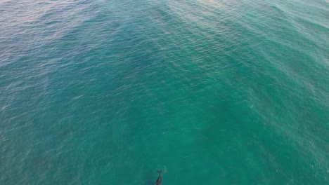 Humpback-Whale-In-Turquoise-Ocean-In-NSW,-Australia---aerial-drone-shot