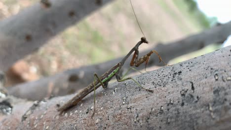 Mantis-Religiosa-En-Un-árbol