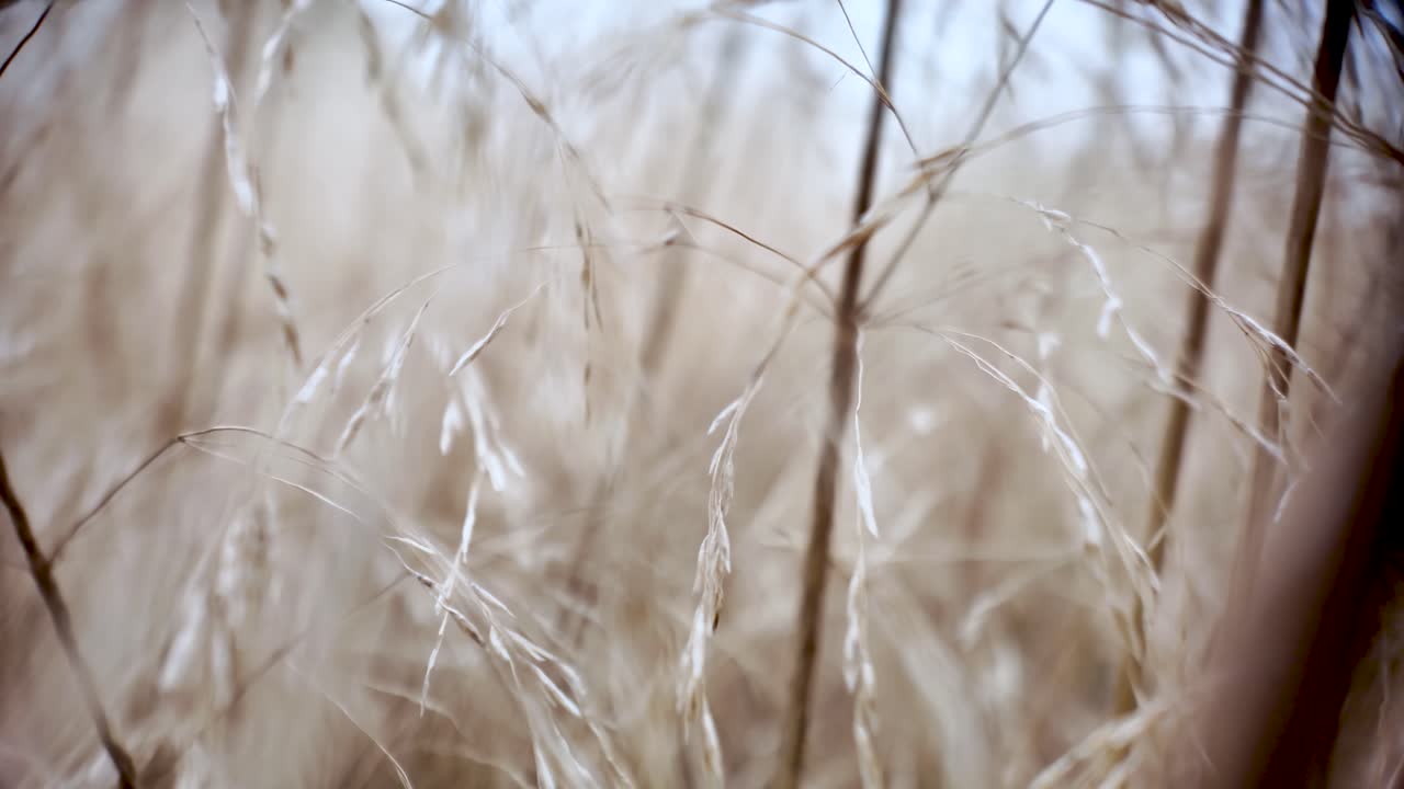 Dry wheat stalks swaying gently in a field with a soft focus. push forward shot