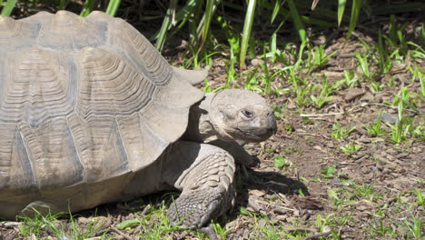 leopard tortoise walking and eating in grassland on african plain