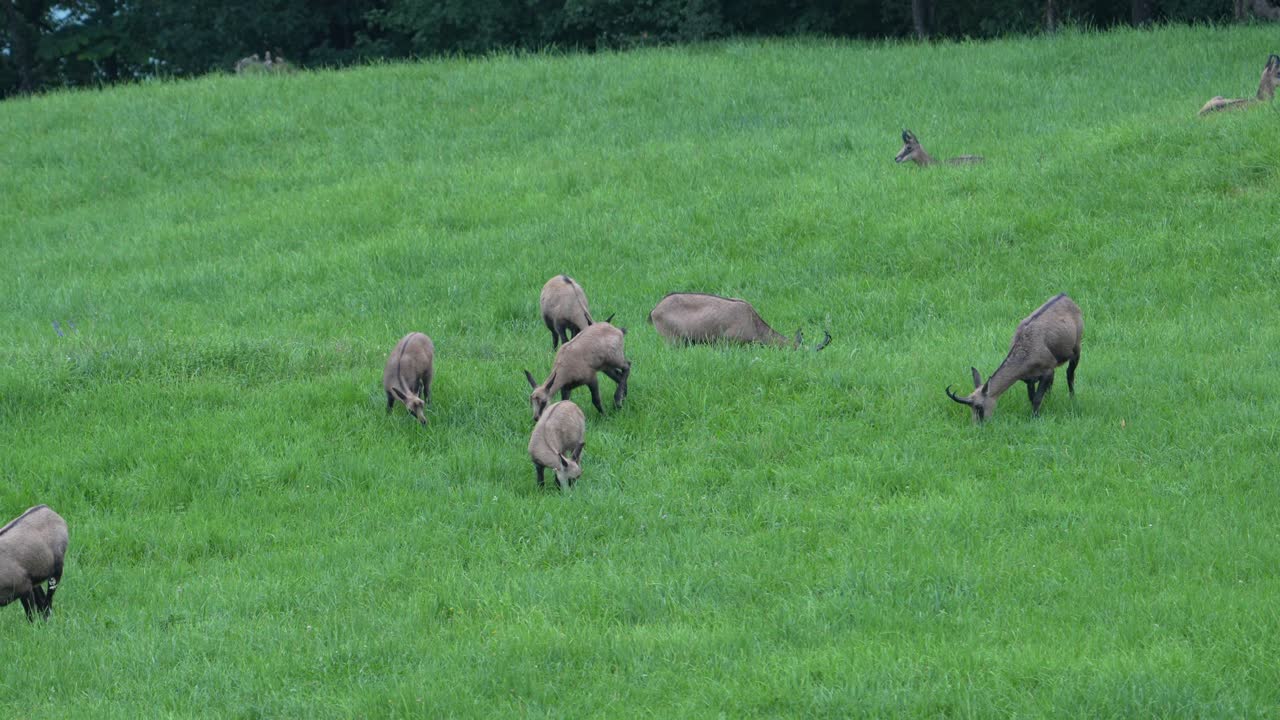 Herd of wild chamois grazing on lush green meadow surround by forest trees nature in Glarus, Switzerland