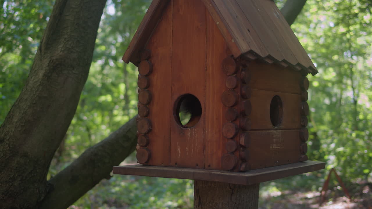 Red squirell in wooden house eating nuts in the forest . Small wooden home for animals and birds in the green park.